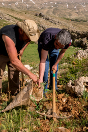 Al-Arz;Iris;Iris-Cedreti;Kaleidos;Kaleidos-images;Lebanon;Middle-East;Near-East;Tarek-Charara;Youssef-Tawk;Flowers;Endemic;Endemic-species;Critically-endangered;Critically-endangered-species